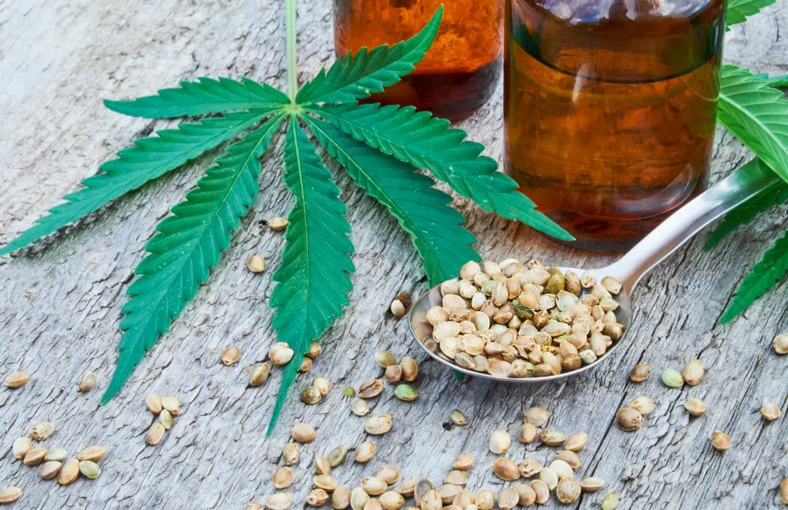 Feuille, graines et huile de cannabis
