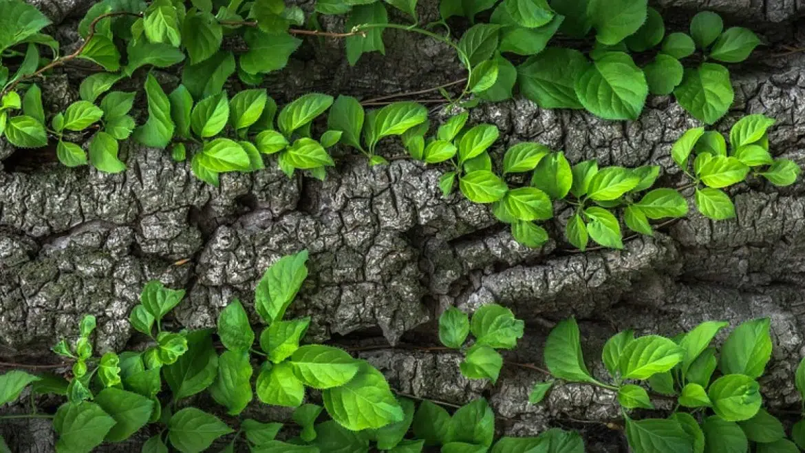 Compléments alimentaires de phytothérapie : les avantages