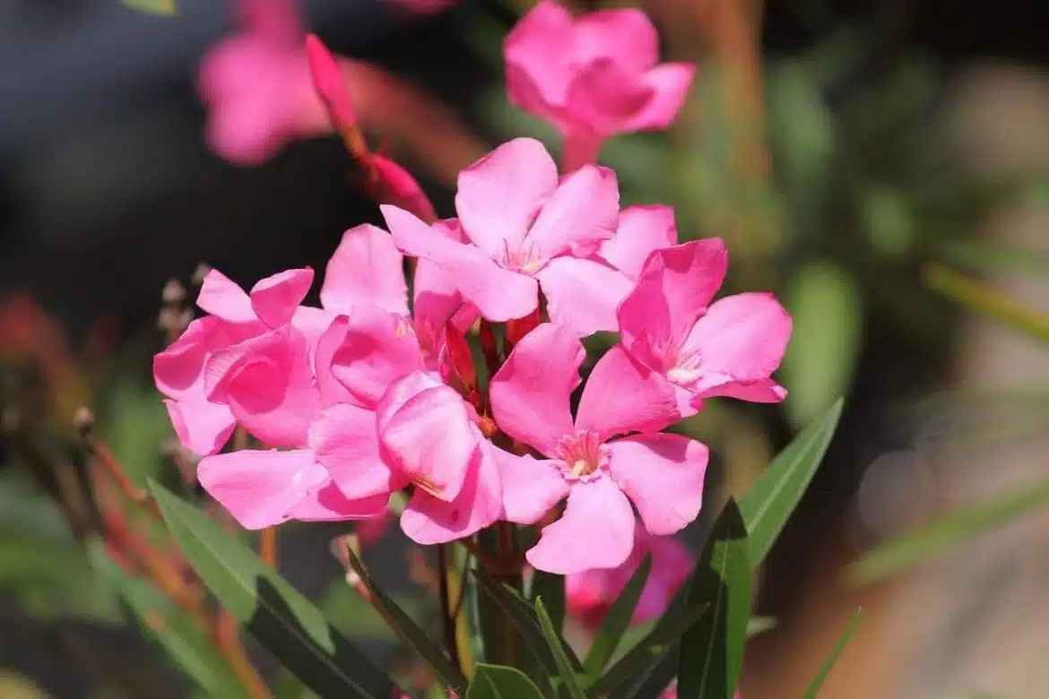 maladies courantes du laurier rose